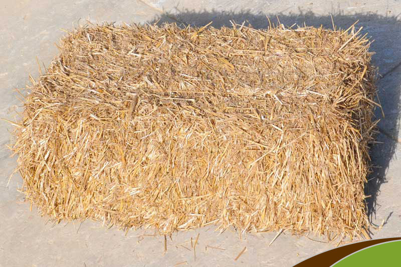 Spreading Straw Over Gr Seeds Mycoffeepot Org Spreading Straw Over Gr Seeds Mycoffeepot Org